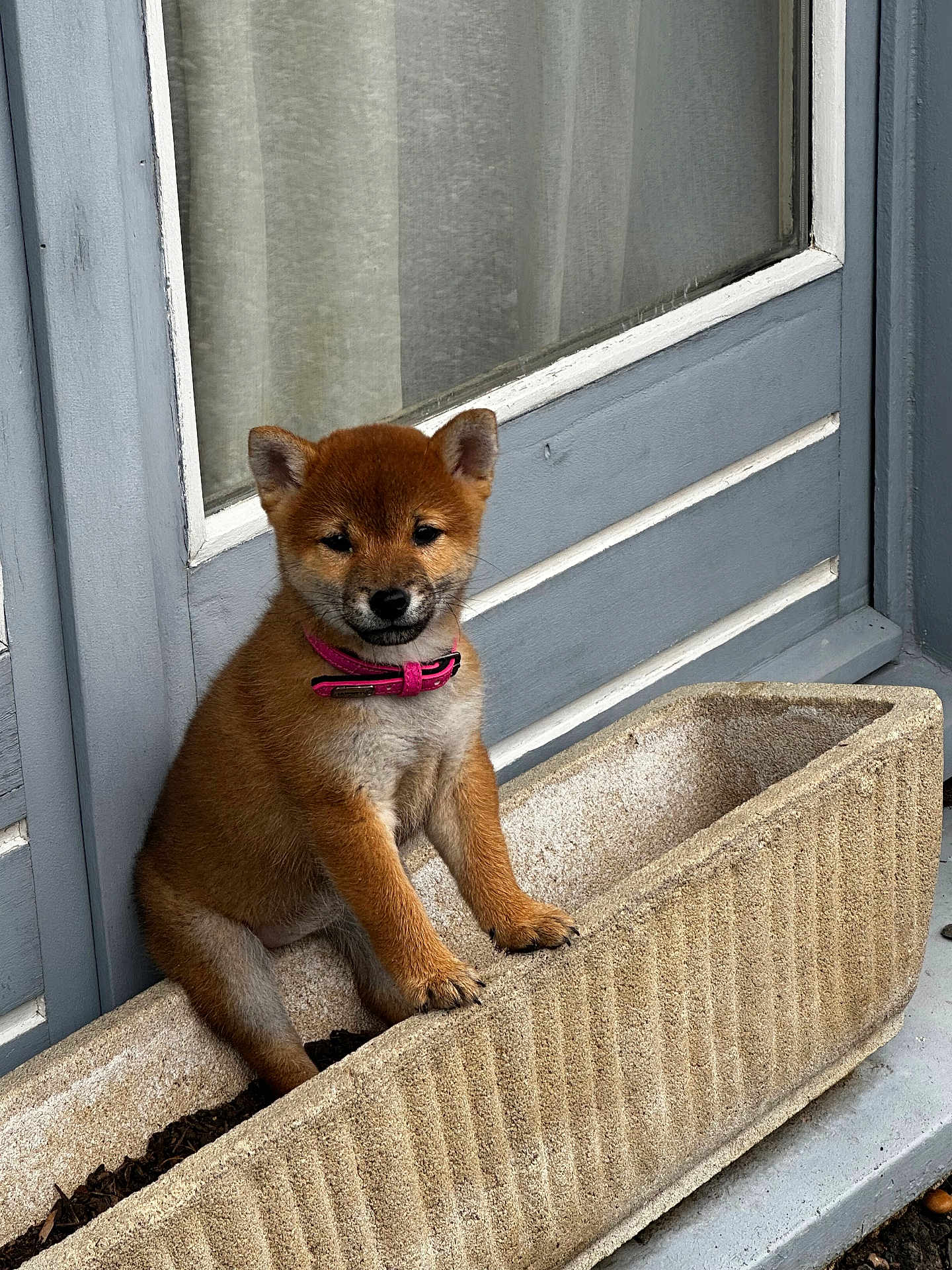 Kitsune participe au concours pour gagner de l'argent avec cette photo : puppy, dog, pet, planter_box, door, collar, brown_fur, cute, animal, young, outdoor, curious, sitting, concrete, small, fur, ears, paws, front_door, domestic