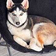 Milo joined the competition — help win amazing prizes! dog, siberian_husky, blue_eyes, pet, animal, fur, chair, indoor, relaxed, looking_at_camera, black, white, brown, cozy, floor, paw, ears, nose, laying, comfortable