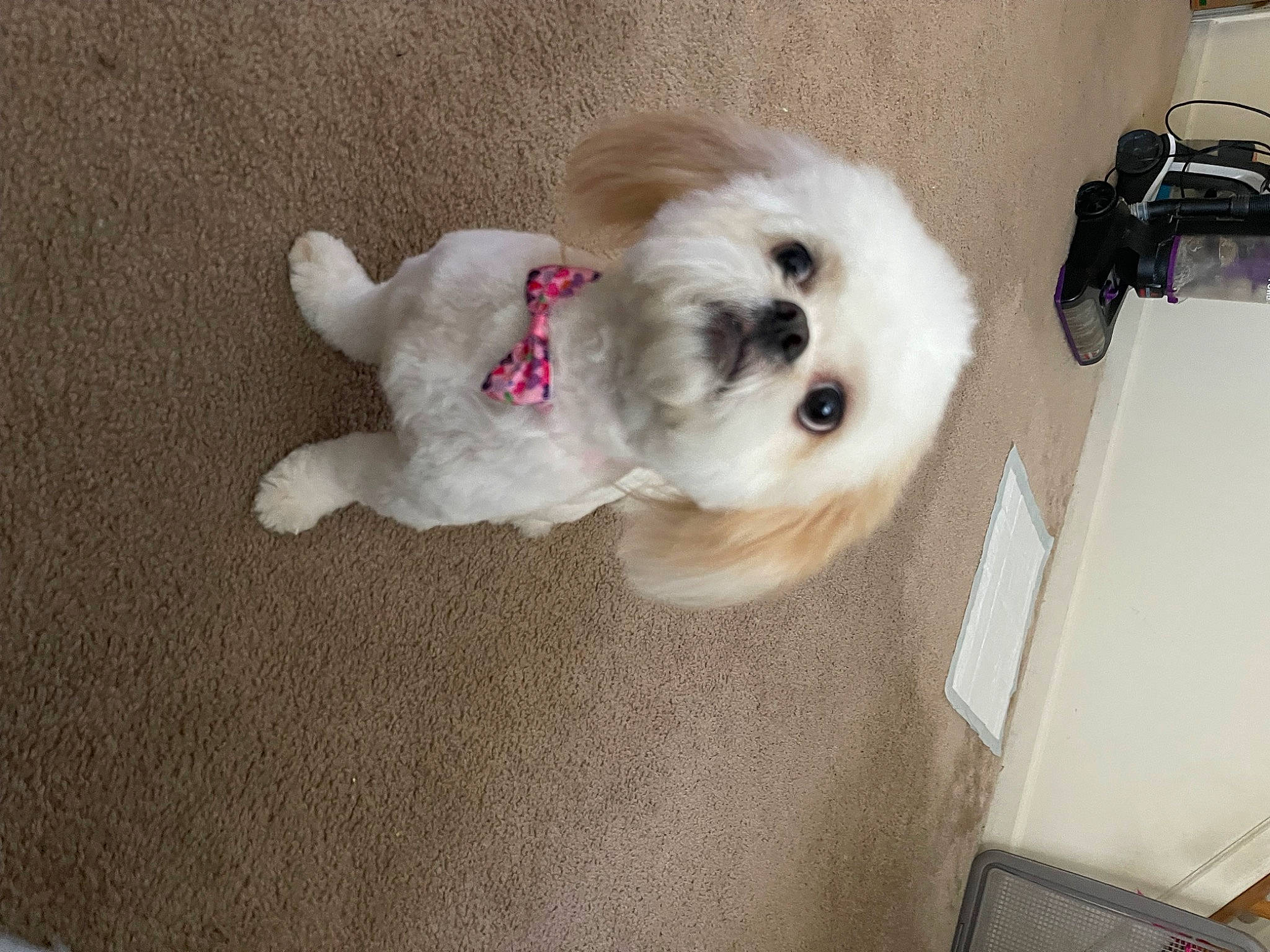 Koda joined the competition — help win amazing prizes! bag, camera, canidae, carnivore, companion_dog, dog, dog_breed, dog_supply, fawn, fur, luggage_and_bags, non_sporting_group, paw, snout, sporting_group, stuffed_toy, tail, toy_dog, volpino_italiano, working_animal