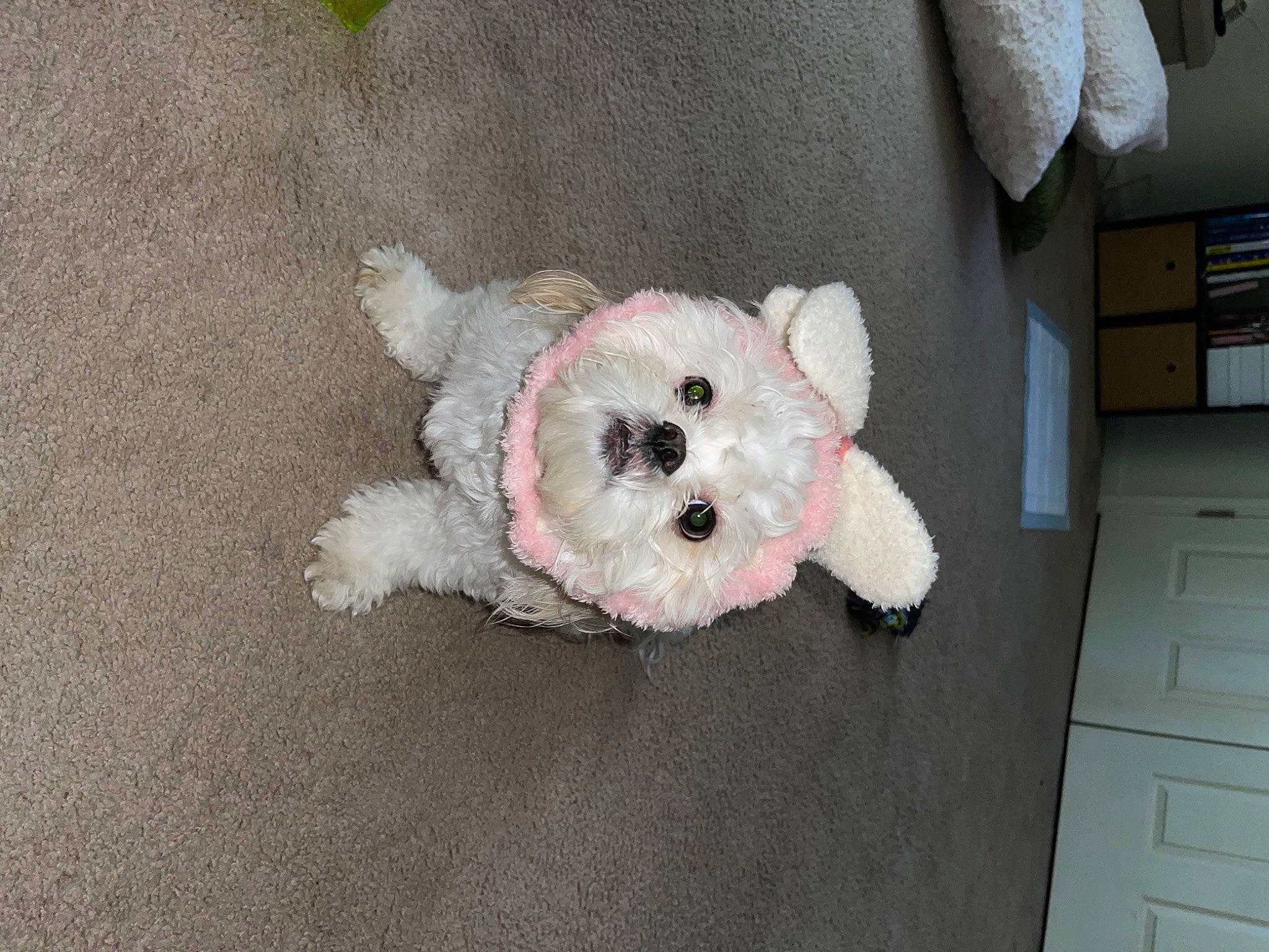 Koda is registered to the contest to win money with this photo: art, canidae, carnivore, companion_dog, craft, dog_breed, fashion_accessory, fawn, felidae, fur, grey, plant, plush, small_to_medium_sized_cats, snout, stuffed_toy, teddy_bear, toy, whiskers, wool