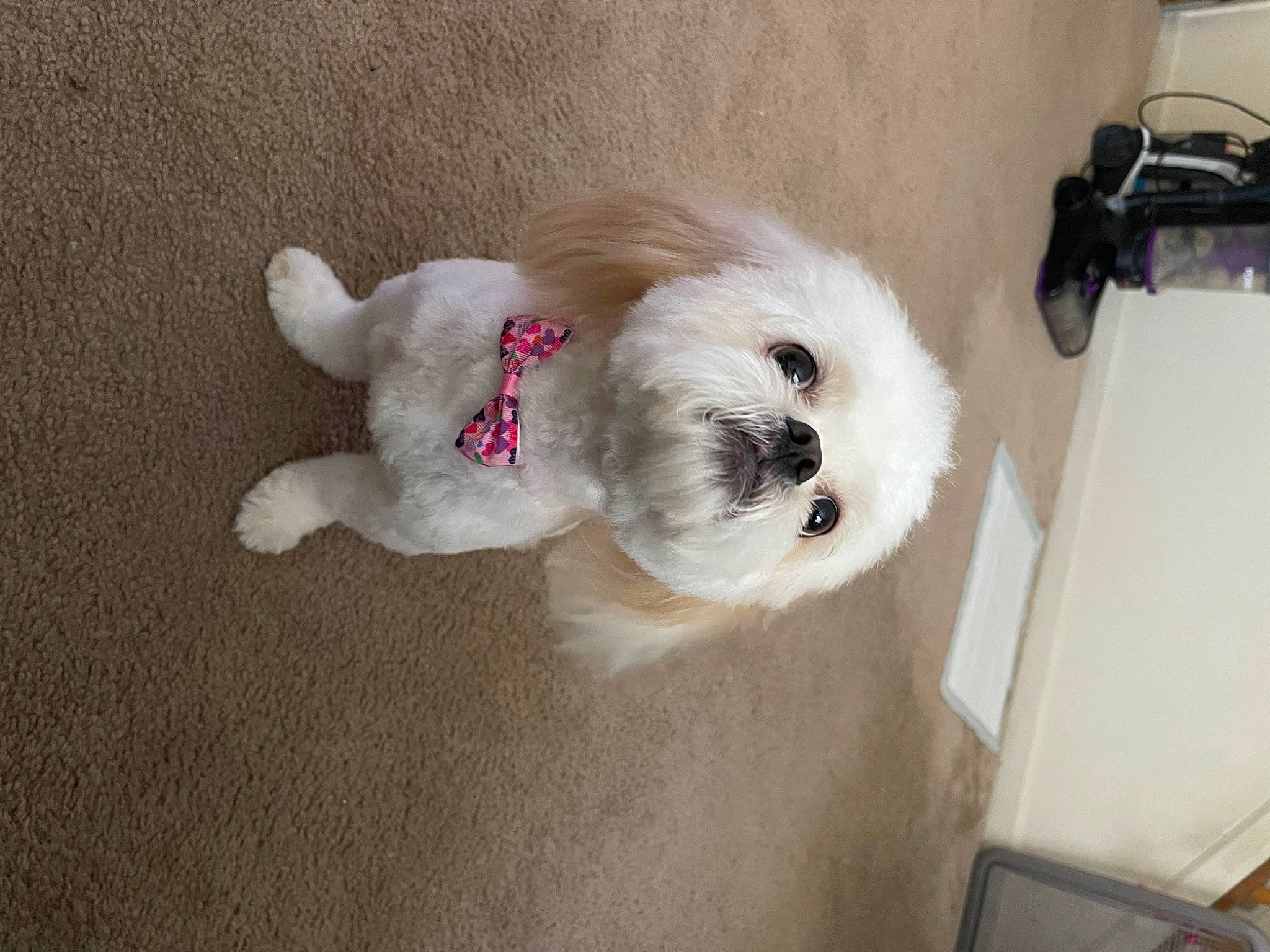 Koda is registered to the contest to win money with this photo: ball, canidae, carnivore, companion_dog, dog, dog_breed, fawn, felidae, football, fur, non_sporting_group, plush, snout, sporting_group, sports_equipment, stuffed_toy, tail, toy, whiskers, working_animal