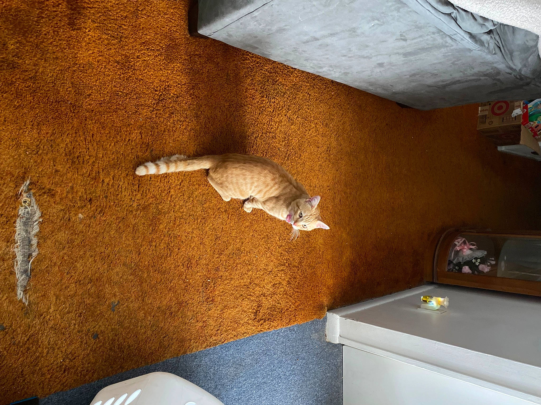 Roro joined the competition — help win amazing prizes! building, carnivore, ceiling, comfort, fawn, felidae, floor, flooring, hardwood, house, interior_design, plaster, property, room, shadow, small_to_medium_sized_cats, tail, window, wood