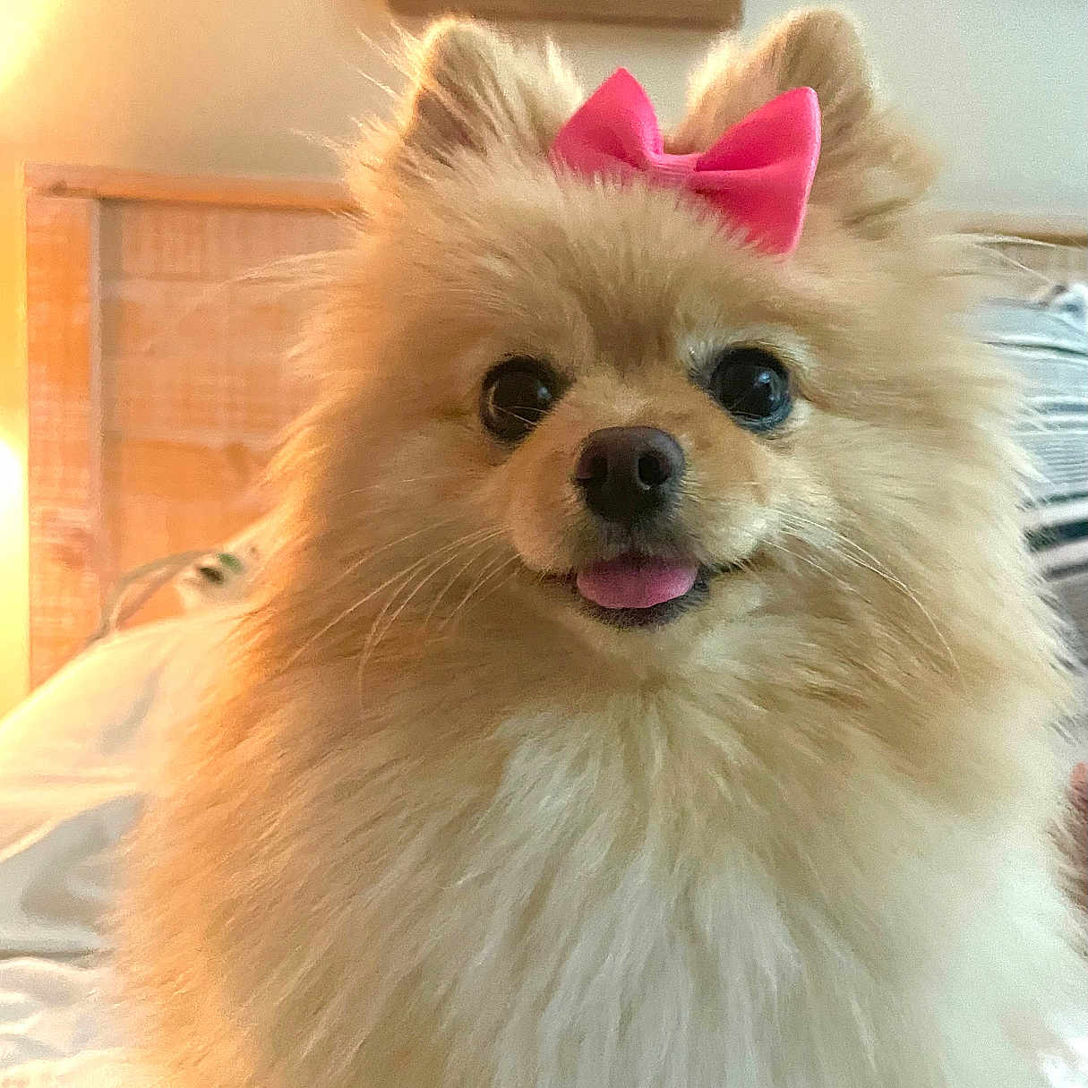 Bella joined the competition — help win amazing prizes! animal, bed, companion, cozy, cute, cute_pet, dog, domestic_animal, fluffy, fur, furry, happy, indoor, pet, pink_bow, pomeranian, portrait, small_dog, smiling, tongue_out