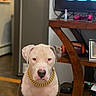 animal, brown_floor, canine, companion, cute, decor, dog, domestic, furniture, gold_chain, household_items, indoor, living_room, pet, portrait, rug, sitting, technology, television, wooden_table