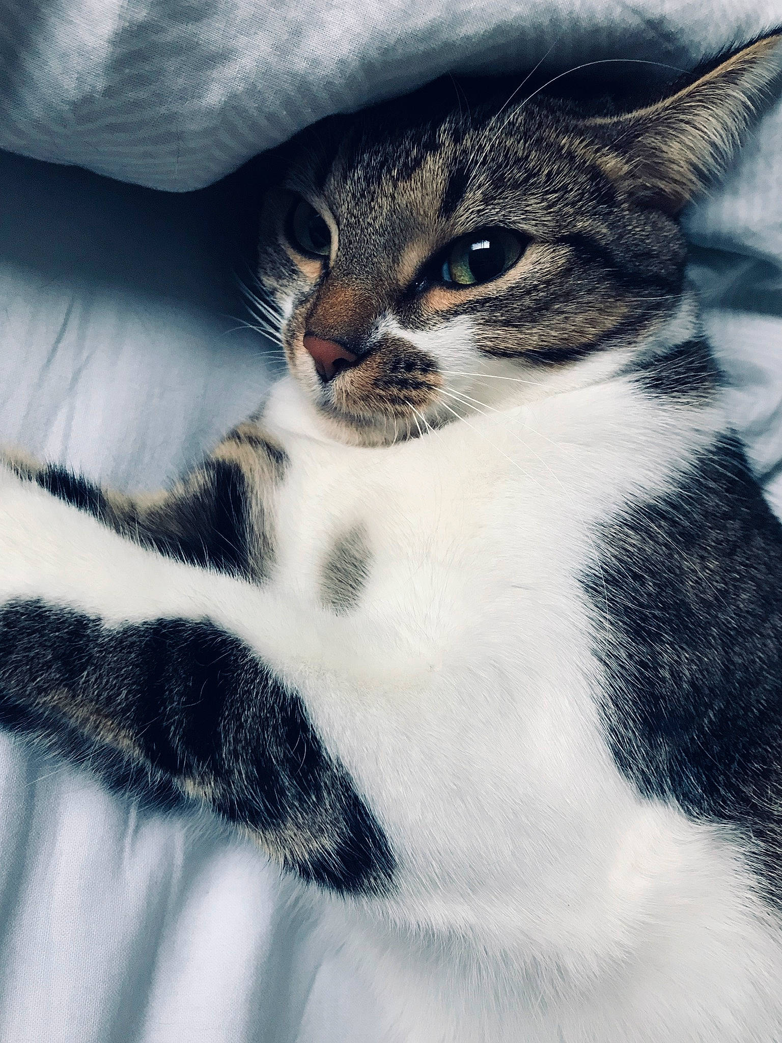 Doudou a rejoint le concours — aidez-le/la à gagner de superbes lots ! carnivore, cat, close_up, comfort, domestic_short_haired_cat, felidae, fur, grey, monochrome_photography, paw, sky, small_to_medium_sized_cats, snout, tail, terrestrial_animal, tree, whiskers, wildlife