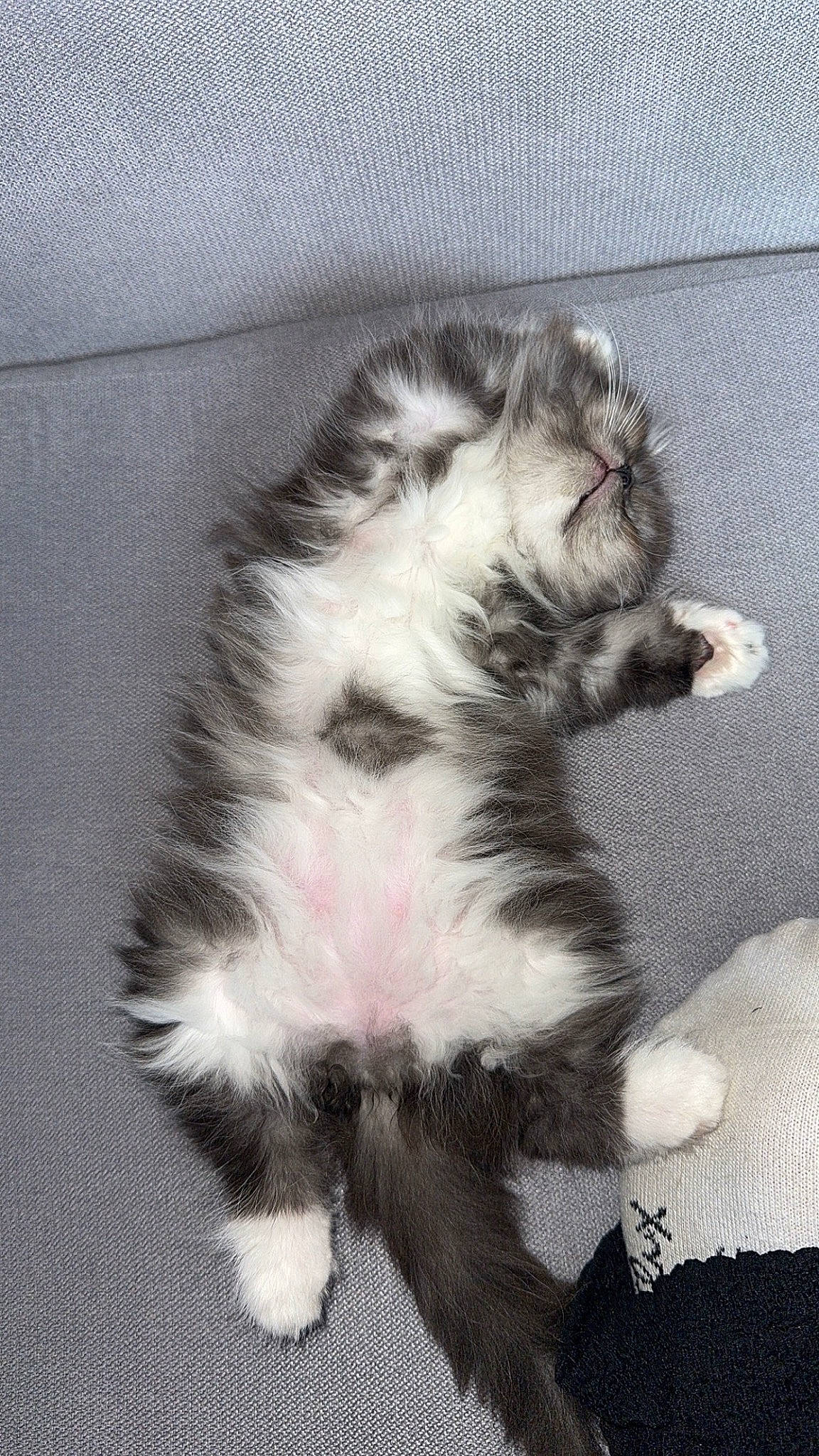 Caillou a rejoint le concours — aidez-le/la à gagner de superbes lots ! carnivore, cat, claw, dog_breed, domestic_short_haired_cat, felidae, foot, fur, grey, monochrome_photography, paw, small_to_medium_sized_cats, snout, tail, terrestrial_animal, toe, whiskers, window