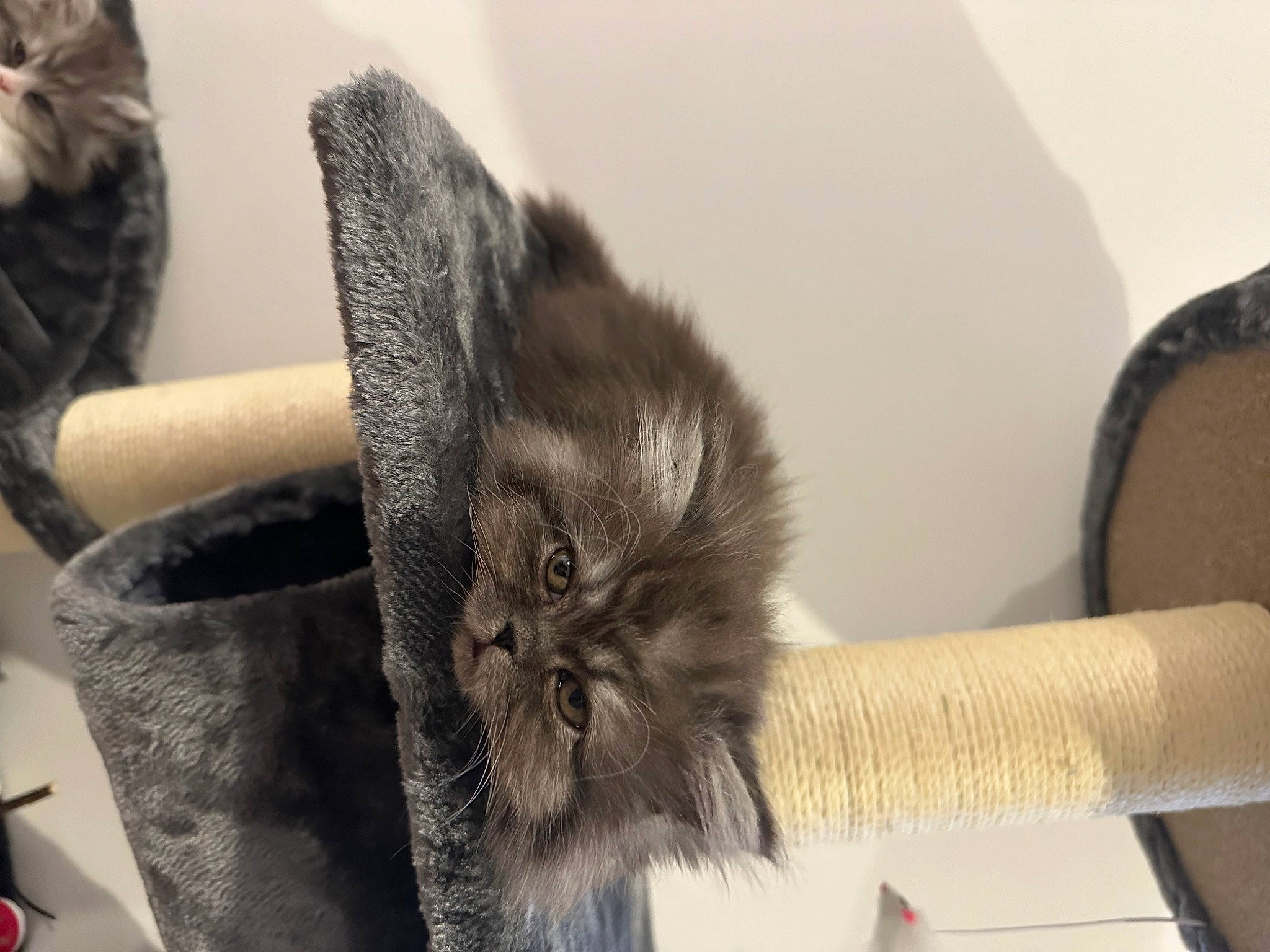 Caillou participe au concours pour gagner de l'argent avec cette photo : black_cat, british_longhair, cat, claw, comfort, domestic_short_haired_cat, felidae, fur, grey, liver, natural_material, paw, room, small_to_medium_sized_cats, terrestrial_animal, whiskers