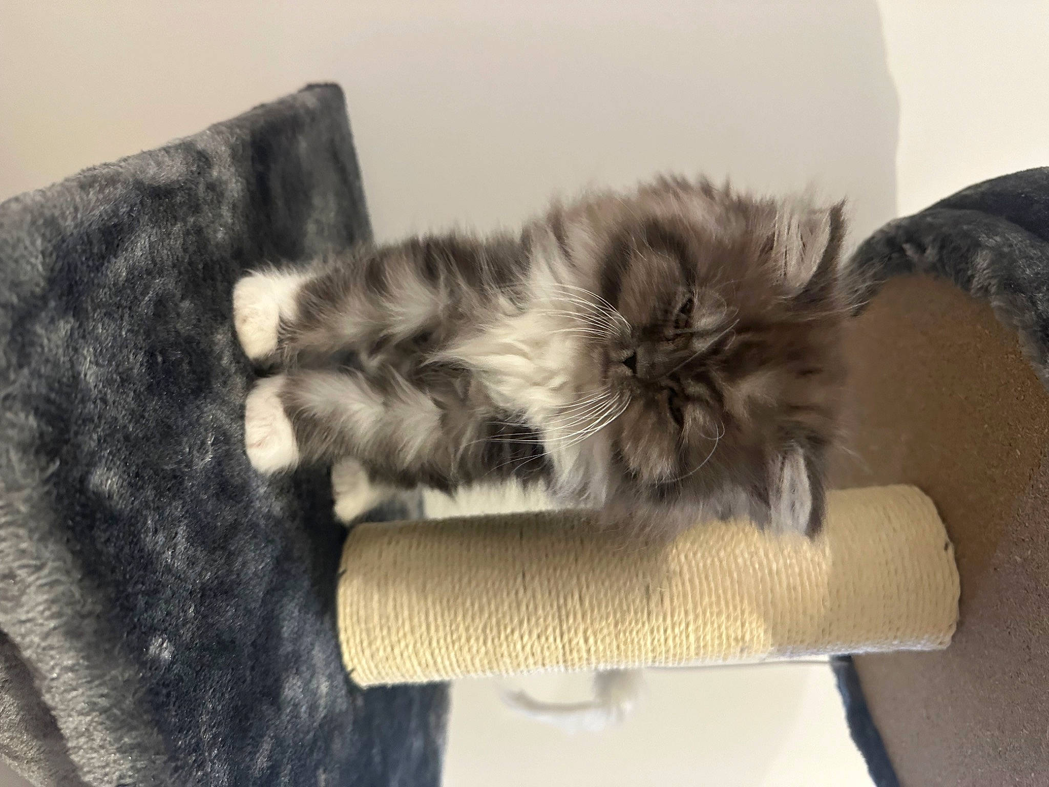 Caillou participe au concours pour gagner de l'argent avec cette photo : british_longhair, carnivore, cat, cat_bed, cat_supply, chair, claw, comfort, companion_dog, felidae, flooring, fur, maine_coon, natural_material, paw, room, small_to_medium_sized_cats, tail, terrestrial_animal, whiskers