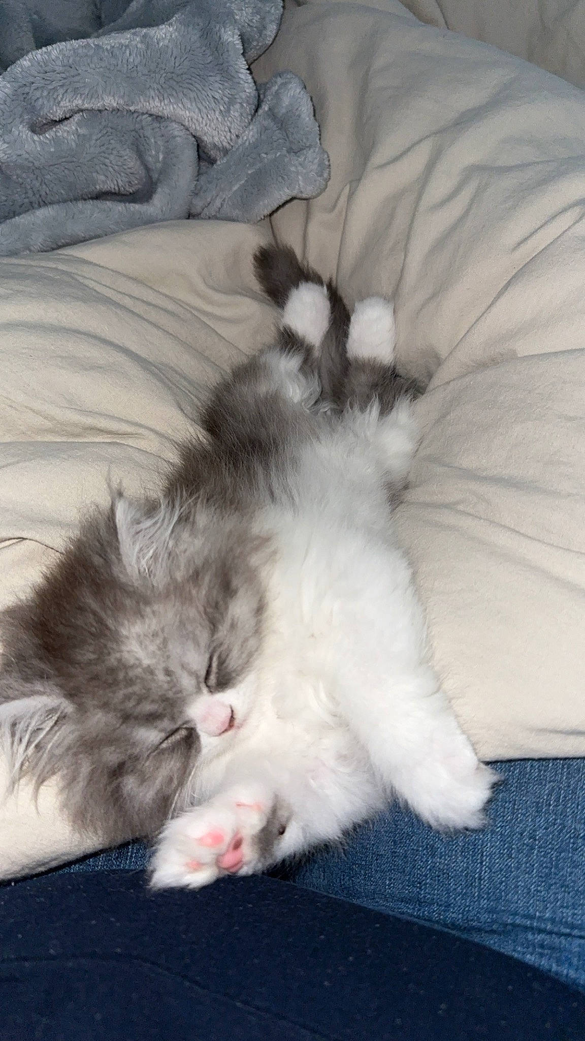 Kiwi participe au concours pour gagner de l'argent avec cette photo : canidae, carnivore, cat, claw, comfort, companion_dog, dog_breed, felidae, foot, fur, grey, nap, paw, small_to_medium_sized_cats, snout, sporting_group, tail, textile, whiskers