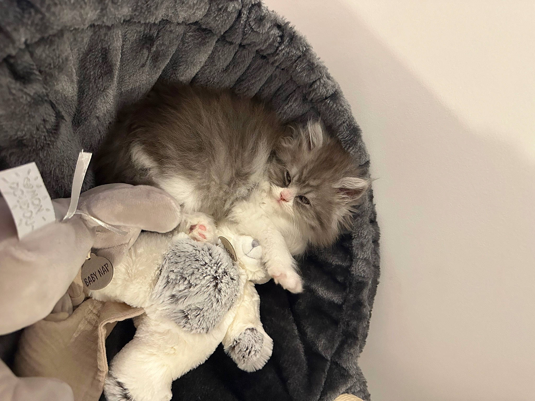 Kiwi a rejoint le concours — aidez-le/la à gagner de superbes lots ! carnivore, cat, cat_bed, claw, comfort, domestic_short_haired_cat, felidae, fur, grey, paw, small_to_medium_sized_cats, tail, whiskers