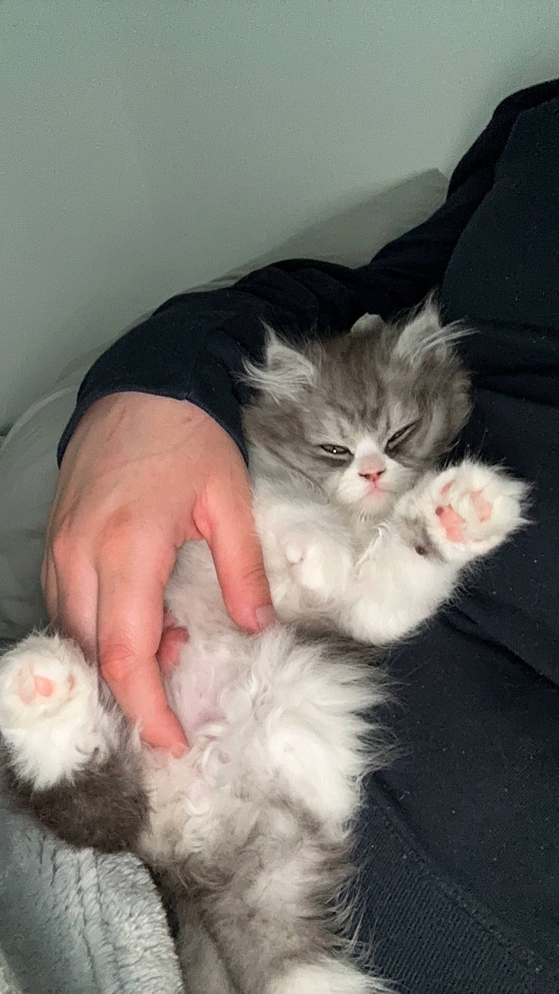 Kiwi participe au concours pour gagner de l'argent avec cette photo : carnivore, cat, claw, comfort, eye, felidae, foot, fur, gesture, hand, lap, nail, paw, sitting, small_to_medium_sized_cats, snout, tail, toe, whiskers