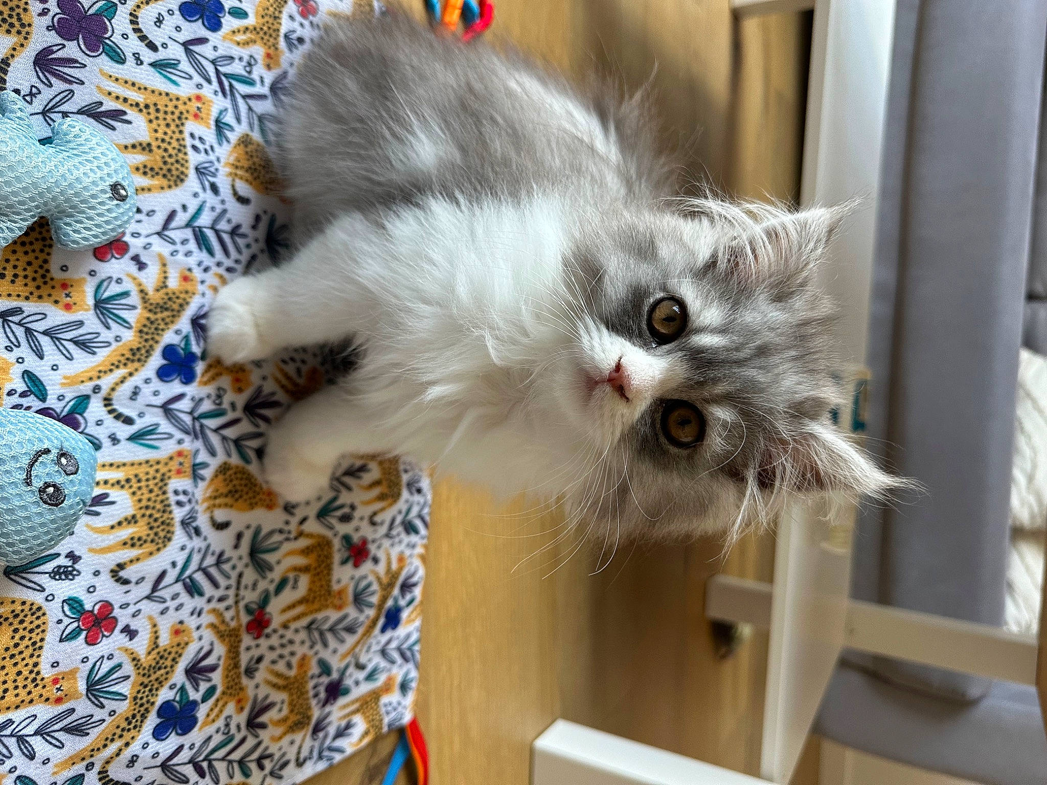 Kiwi a rejoint le concours — aidez-le/la à gagner de superbes lots ! british_longhair, carnivore, cat, claw, fawn, felidae, flooring, fur, pattern, paw, plant, small_to_medium_sized_cats, snout, tail, whiskers
