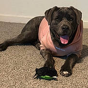 Nala joined the competition — help win amazing prizes! dog, canine, pet, hoodie, pink_clothing, carpet, indoor, toy, black_toy, tongue_out, relaxed, playful, animal, mammal, paw, snout, ears, fur, companion, friendly