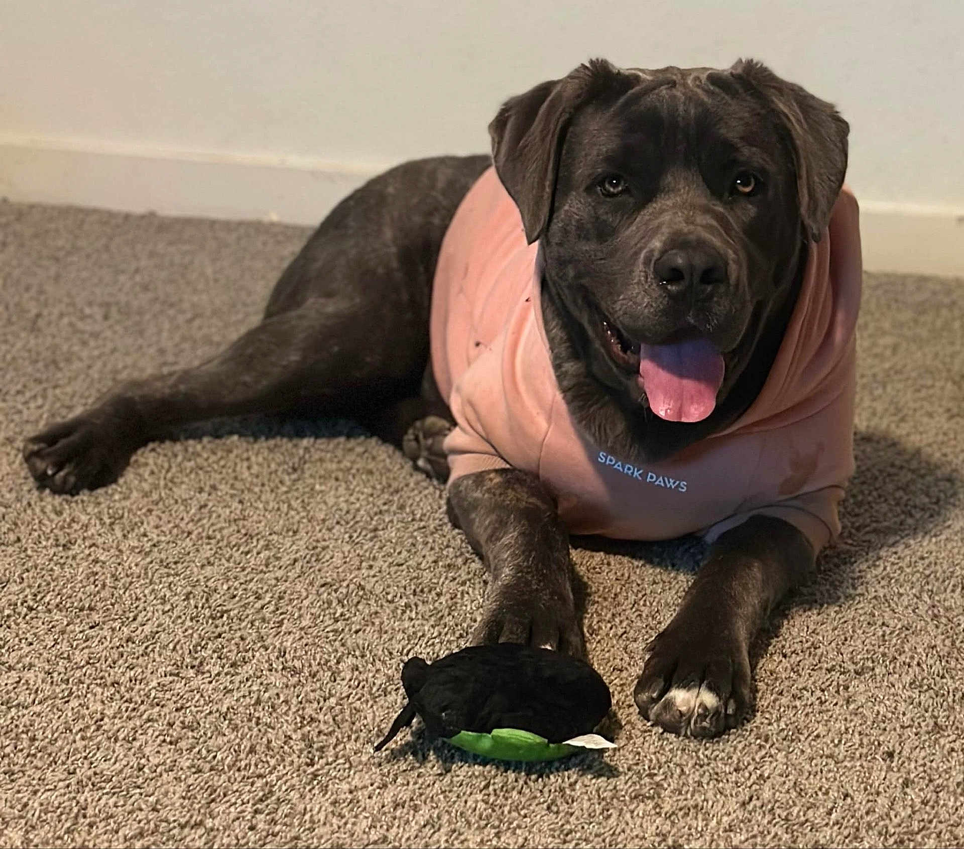 Nala