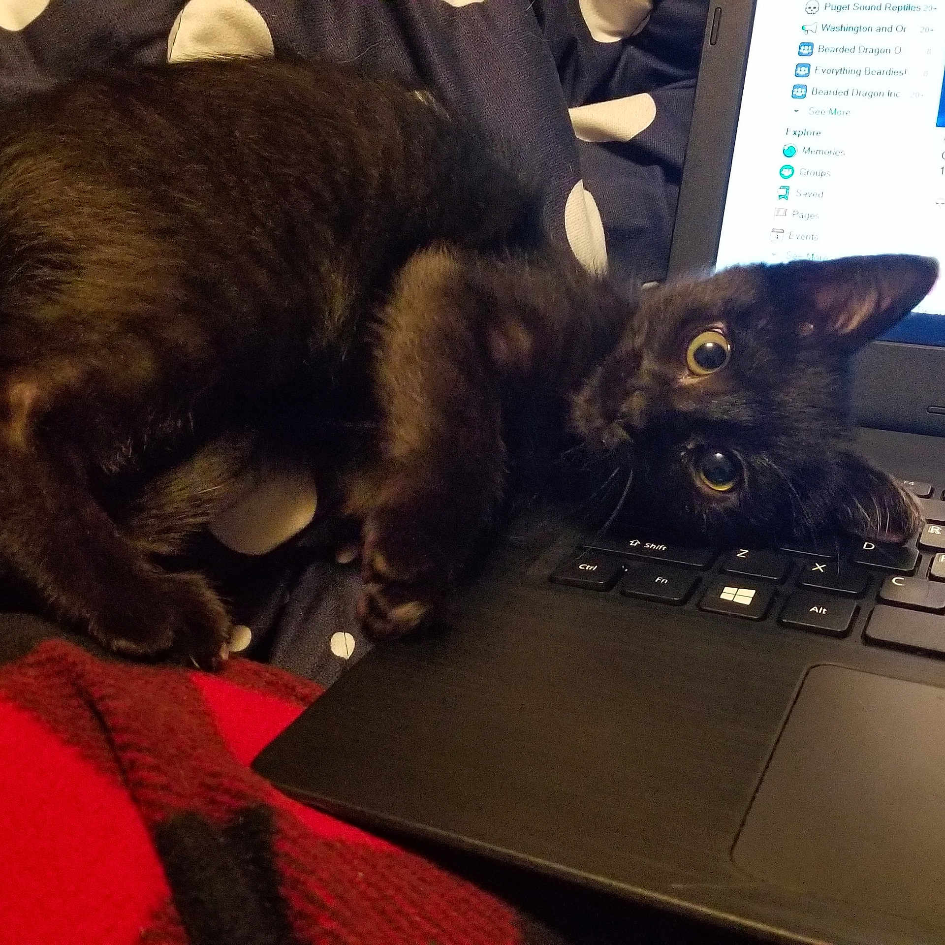 Lennox joined the competition — help win amazing prizes! asian, black_cat, carnivore, cat, claw, domestic_short_haired_cat, ear, electronic_device, felidae, fur, havana_brown, kitten, korat, paw, small_to_medium_sized_cats, snout, technology, whiskers