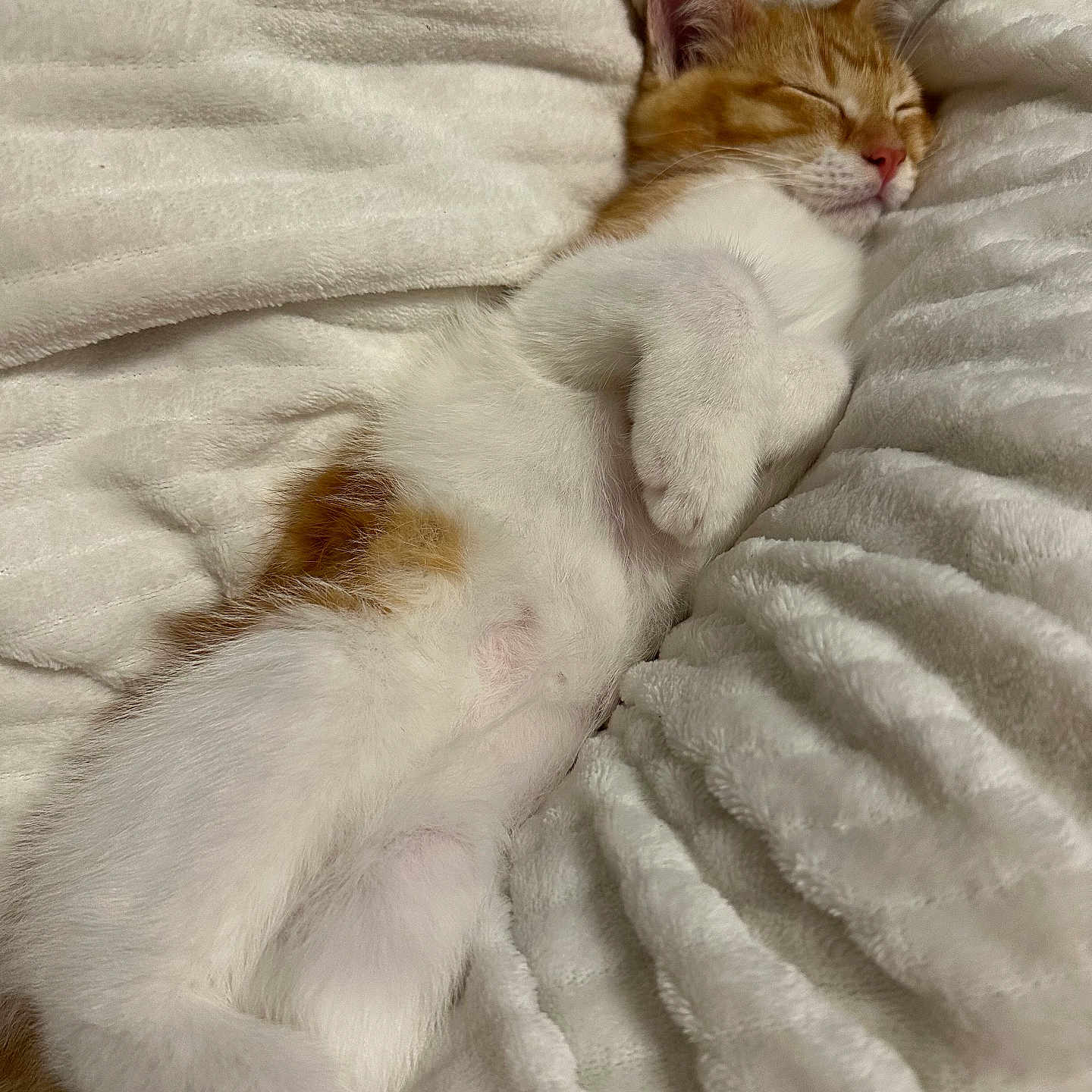 Wally a rejoint le concours — aidez-le/la à gagner de superbes lots ! abyssinian, angora, animal, bed, bedroom, blanket, cat, furniture, homedecor, indoors, kitten, linen, manx, person, pet, quilt, room, sleeping, white