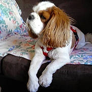 Foxy participe au concours pour gagner de l'argent avec cette photo :