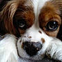 Foxy participe au concours pour gagner de l'argent avec cette photo :