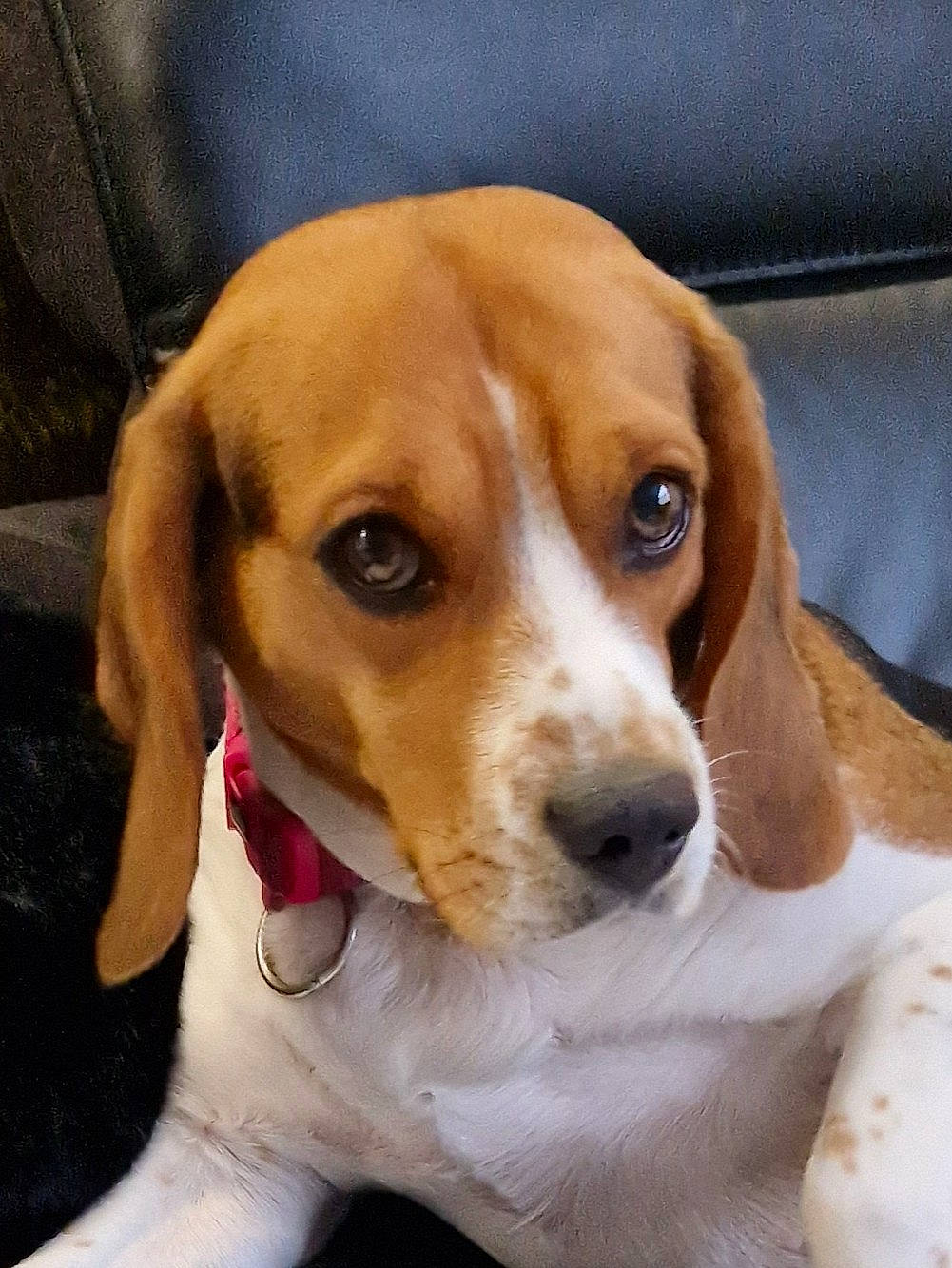 Stella participe au concours pour gagner de l'argent avec cette photo : beaglier, canidae, carnivore, collar, comfort, companion_dog, dog, dog_breed, dog_collar, hound, hunting_dog, scent_hound, sporting_group, whiskers, working_animal