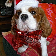 Foxy participe au concours pour gagner de l'argent avec cette photo :