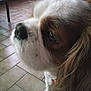 Foxy participe au concours pour gagner de l'argent avec cette photo :