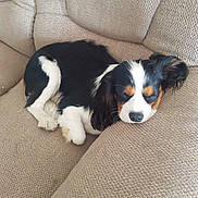 Buck participe au concours pour gagner de l'argent avec cette photo : dog, sleeping, couch, beige, tricolor, pet, indoor, resting, fur, closeup, canine, relaxed, home, animal, cute, small_dog, paw, ear, cozy, nap