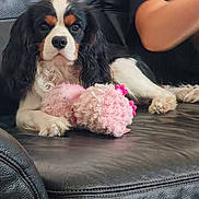 Buck participe au concours pour gagner de l'argent avec cette photo : animal, black_leather_couch, cavalier_king_charles_spaniel, closeup, comfort, curly_hair, dog, ears, fur, home, human_arm, indoor, paw, pet, pink_toy, relaxed, resting, snout, stuffed_toy, toy