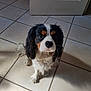 Buck participe au concours pour gagner de l'argent avec cette photo : dog, puppy, cavalier_king_charles_spaniel, tricolor, pet, animal, indoor, floor, tile, white_door, looking_up, cute, fur, ears, small_dog, companion, domestic, canine, adorable, sitting