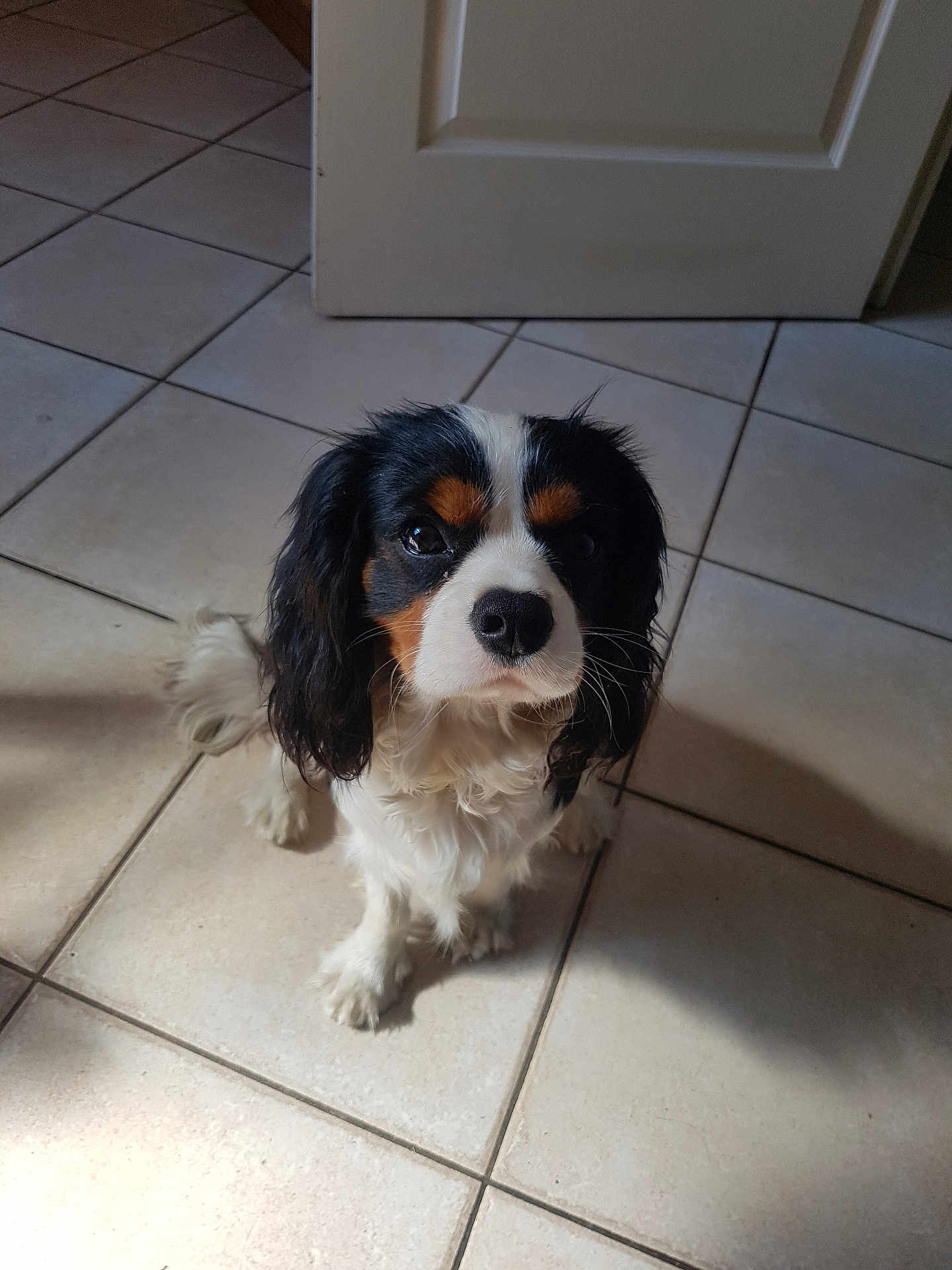 Buck participe au concours pour gagner de l'argent avec cette photo : dog, puppy, cavalier_king_charles_spaniel, tricolor, pet, animal, indoor, floor, tile, white_door, looking_up, cute, fur, ears, small_dog, companion, domestic, canine, adorable, sitting