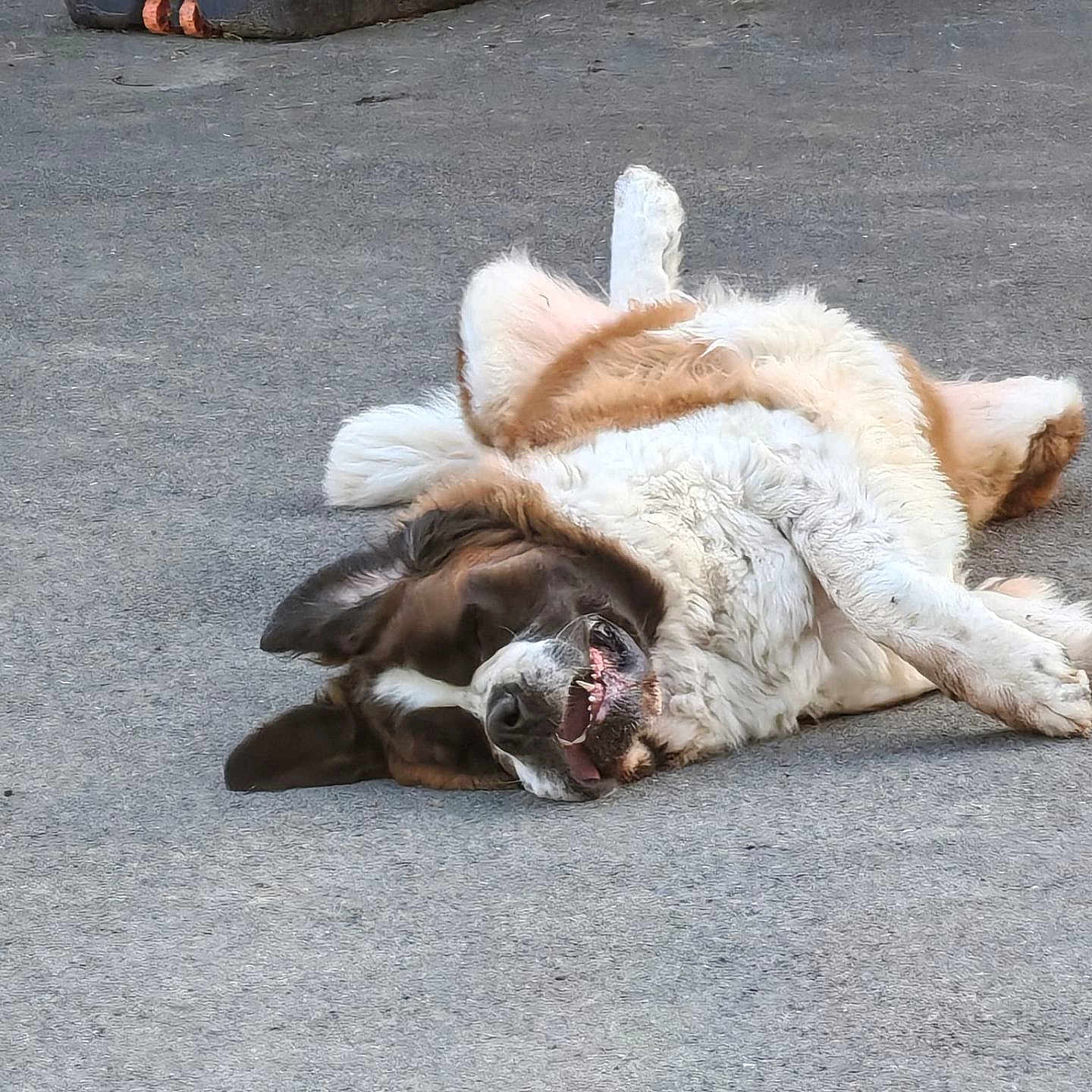 Romeo a rejoint le concours — aidez-le/la à gagner de superbes lots ! animal, canine, concrete, daylight, dog, ears, fluffy, fur, happy, large_dog, lying_down, mouth_open, nature, outdoor, pet, playful, relaxed, resting, smiling, stone_wall