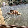 Romeo a rejoint le concours — aidez-le/la à gagner de superbes lots ! animal, concrete, daylight, dog, driveway, fluffy, garden, greenery, large_dog, nature, outdoor, pet, plant, reflection, relaxation, resting, saint_bernard, stone_wall, sunlight, window