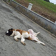 Romeo participe au concours pour gagner de l'argent avec cette photo : animal, brown, calm, canine, collar, concrete, dog, fence, fluffy, grass, lying_down, nature, outdoor, pavement, pet, quiet, relaxed, resting, sleeping, white