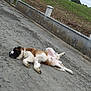 animal, brown, calm, canine, collar, concrete, dog, fence, fluffy, grass, lying_down, nature, outdoor, pavement, pet, quiet, relaxed, resting, sleeping, white