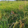 animal, cat, daytime, feline, field, ginger_cat, grass, greenery, meadow, nature, outdoor, peaceful, relaxing, resting, sky, summer, sunlight, trees, white_cat, wildlife