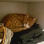 cat, orange_tabby, resting, curled_up, clothes, pile, shelf, indoor, cozy, sleepy, pet, fur, whiskers, ears, tail, domestic_animal, quiet, relaxed, feline, household