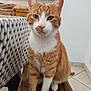 cat, ginger_cat, white_fur, indoor, bench, wooden_bench, tablecloth, patterned, pet, animal, feline, close_up, portrait, sitting, curious, calm, whiskers, ears, floor_tiles, home