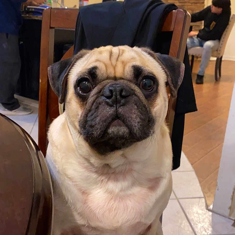 Pugly