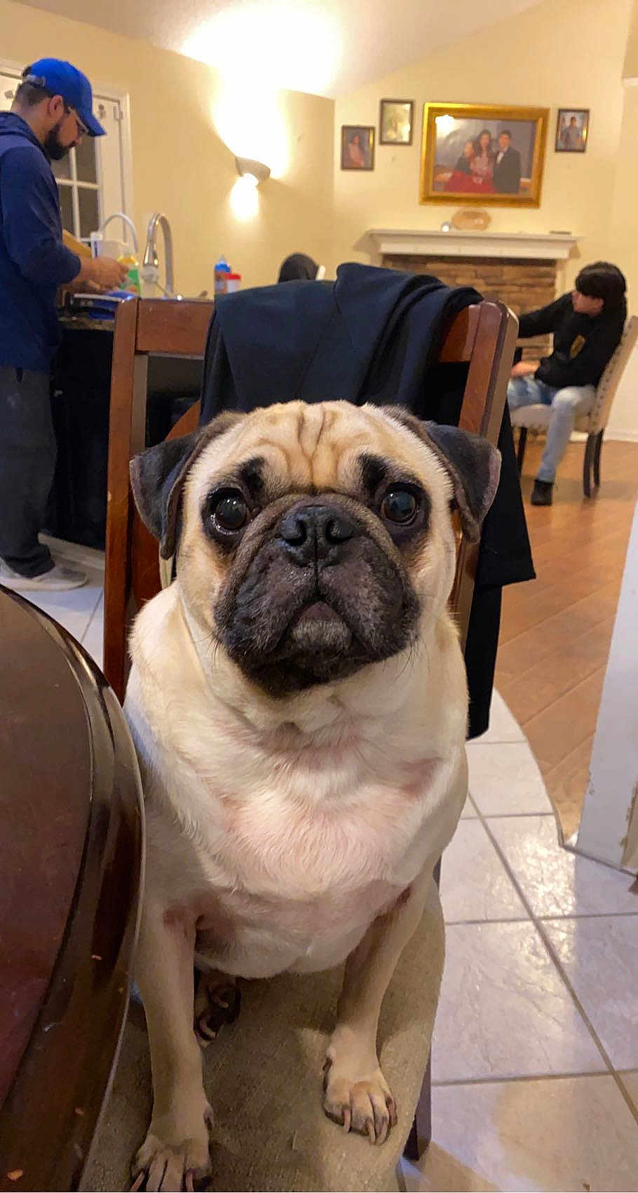 Pugly