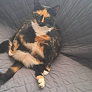 Goldie is registered to the contest to win money with this photo: animal, calico, cat, comfort, cute, domestic, feline, fur, gray_couch, indoor, lazy, looking, mammal, paw, pet, quilted_couch, relaxed, resting, sitting, whiskers