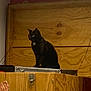Tokyo a rejoint le concours — aidez-le/la à gagner de superbes lots ! cat, black_cat, wood, crate, indoor, pet, animal, feline, sitting, quiet, cozy, domestic, furniture, box, background, low_light, resting, alone, still