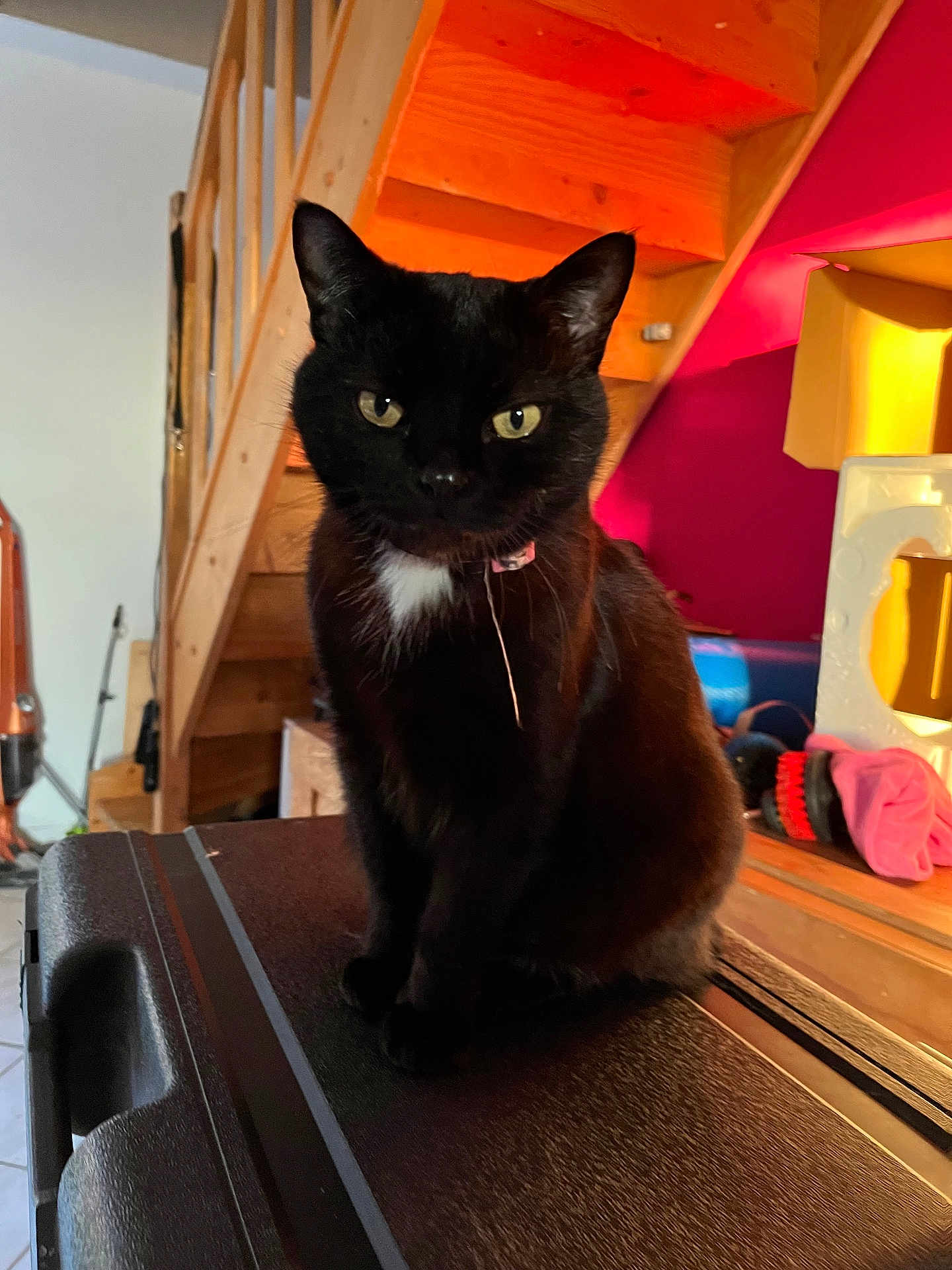 Tokyo participe au concours pour gagner de l'argent avec cette photo : cat, black_cat, indoor, wooden_stairs, pet, animal, feline, close_up, looking_at_camera, domestic_cat, household, sitting, yellow_eyes, white_patch, texture, colorful_background, staircase, home, furniture, portrait