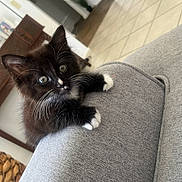 Kitty joined the competition — help win amazing prizes! animal, black_and_white, cat, couch, cozy, curious, cute, floor, fur, furniture, gray, home, indoor, kitten, looking, paws, pet, small, tile, whiskers