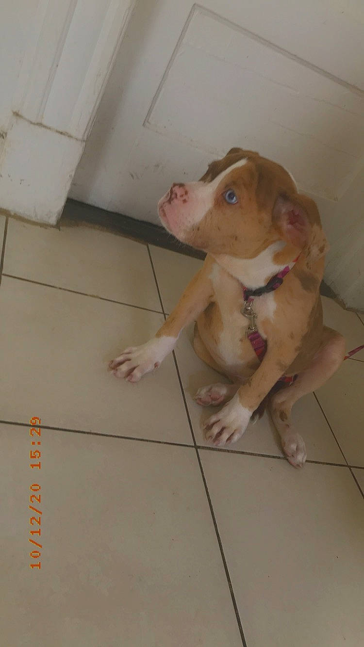 Nina joined the competition — help win amazing prizes! american_bulldog, american_pit_bull_terrier, bulldog, canidae, carnivore, dog, dog_breed, fawn, non_sporting_group, pachon_navarro, pit_bull, valley_bulldog