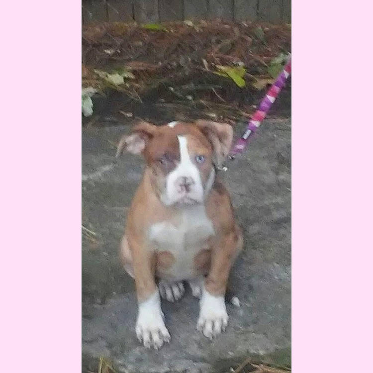 Nina is registered to the contest to win money with this photo: american_pit_bull_terrier, american_staffordshire_terrier, bulldog, canidae, carnivore, companion_dog, dog, dog_breed, fawn, mammal, non_sporting_group, olde_english_bulldogge, pit_bull, puppy, rare_breed_dog, sporting_group, vertebrate