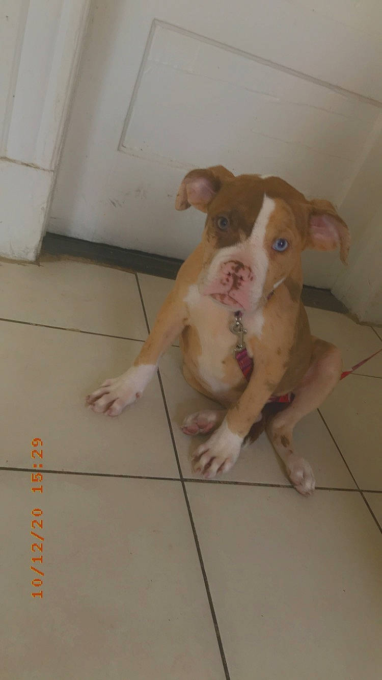 Nina is registered to the contest to win money with this photo: american_bulldog, american_pit_bull_terrier, canidae, carnivore, dog, dog_breed, ear, fawn, floor, non_sporting_group, nose, pit_bull, rare_breed_dog, snout, tail