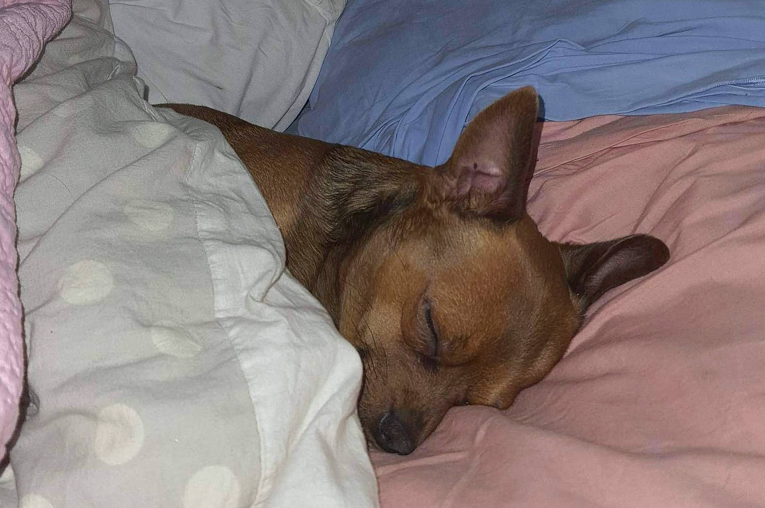 Niky a rejoint le concours — aidez-le/la à gagner de superbes lots ! bed, canidae, carnivore, comfort, companion_dog, corgi_chihuahua, dog, dog_breed, dog_supply, ear, fawn, fur, linens, paw, snout, sporting_group, terrestrial_animal, toy_dog, whiskers, working_animal