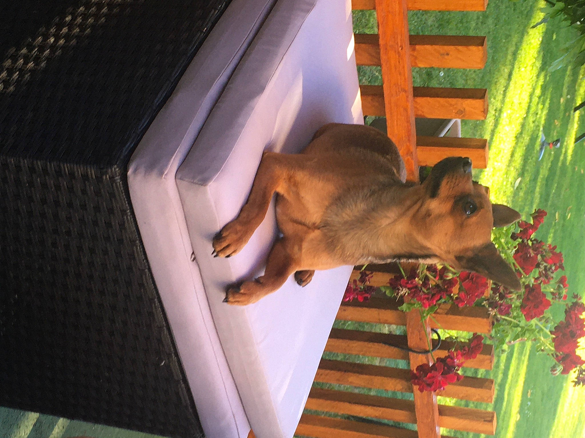 Niky a rejoint le concours — aidez-le/la à gagner de superbes lots ! canidae, carnivore, dog, dog_breed, fawn, felidae, hardwood, liver, mammal, plant, room, snout, sporting_group, tail, tree, wood, working_animal