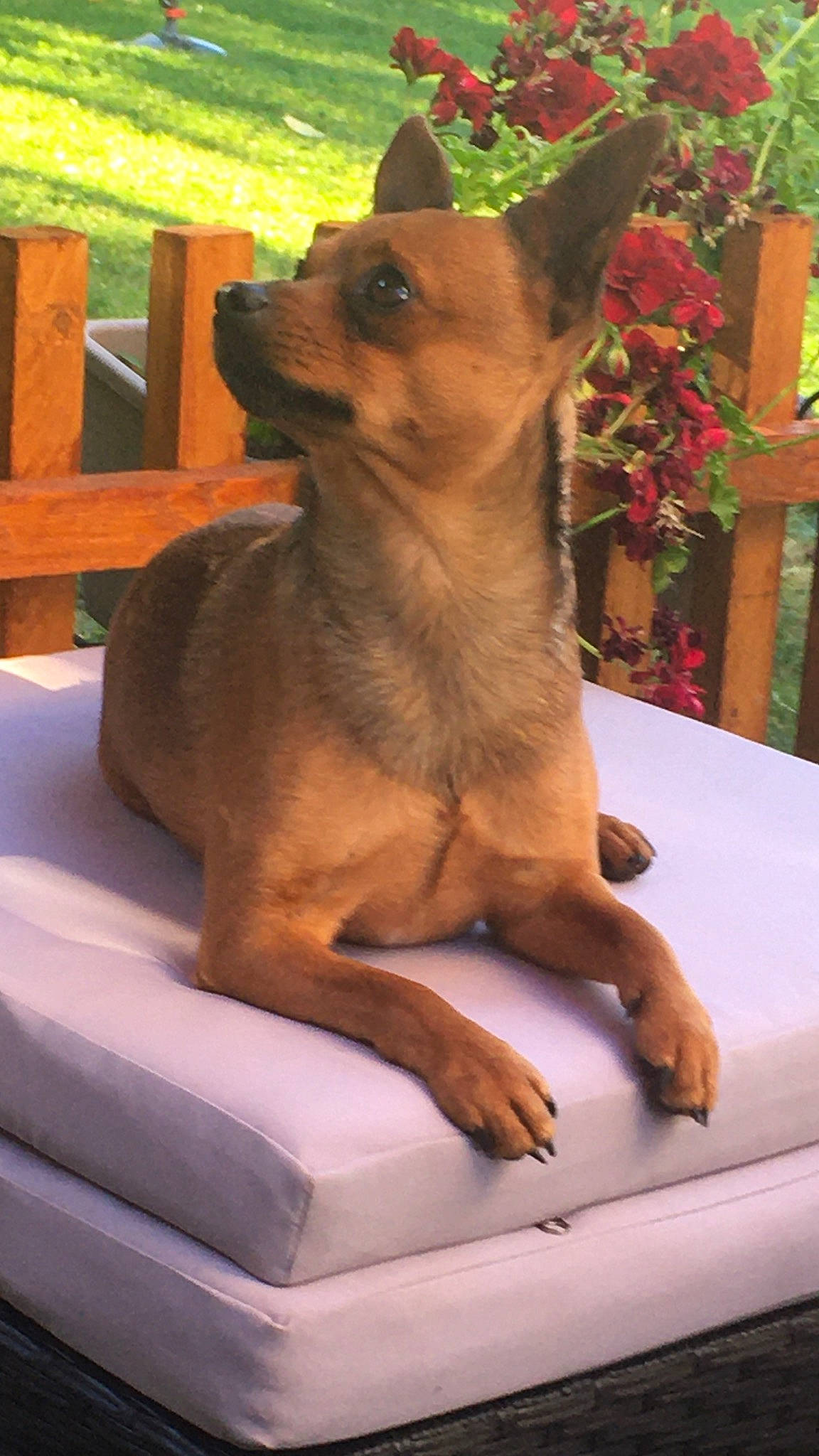 Niky a rejoint le concours — aidez-le/la à gagner de superbes lots ! ancient_dog_breeds, canidae, carnivore, companion_dog, dog, dog_breed, event, fawn, fur, outdoor_furniture, plant, prazsky_krysarik, snout, sporting_group, toy_dog, vacation, whiskers, wood, working_animal, working_dog