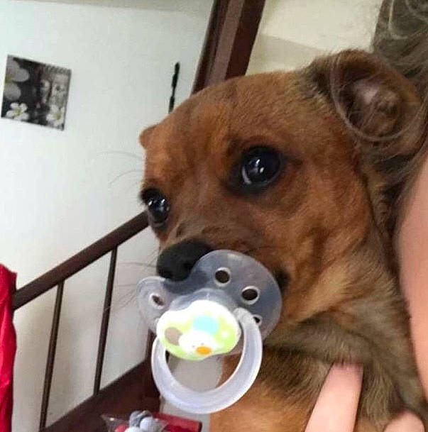 Niky participe au concours pour gagner de l'argent avec cette photo : bowl, canidae, carnivore, comfort_food, companion_dog, dog, dog_breed, dog_supply, fawn, ingredient, junk_food, mammal, pet_food, pet_supply, serveware, small_animal_food, sporting_group, tableware, whiskers, working_animal