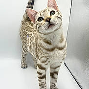 Ayla a rejoint le concours — aidez-le/la à gagner de superbes lots ! cat, spotted_cat, pet, animal, curious, looking_up, white_background, striped_tail, whiskers, ears, feline, domestic_cat, indoor, closeup, portrait, four_legs, tail_up, studio, clean, playful